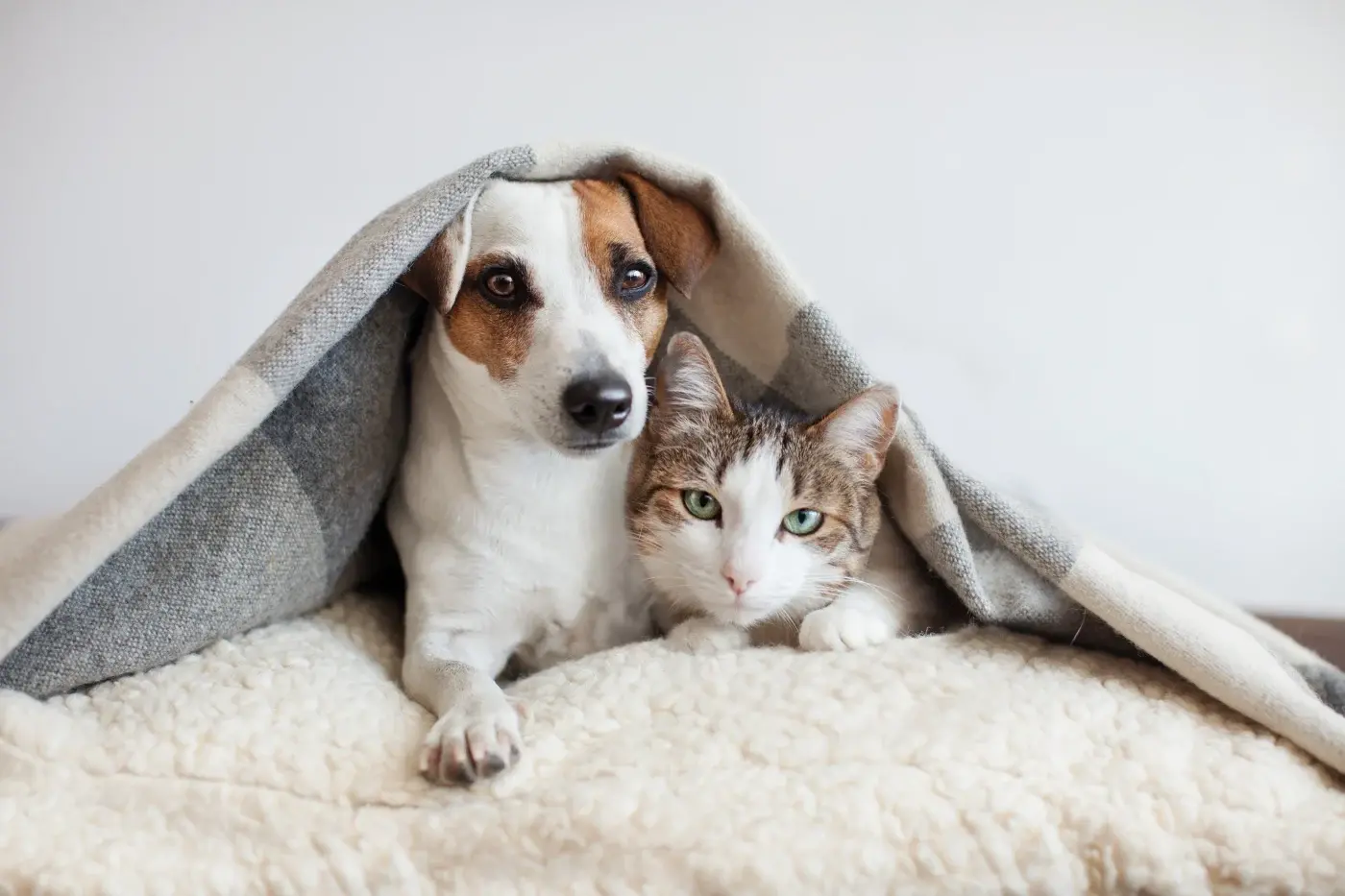 How To Keep Your Pets Comfortable During A Whole Home Remodel